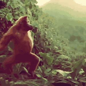 crazy monkey gif|Crazy Monkeys GIFs .